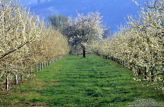 Orchard near Ortenberg at the foot of the Black Forest