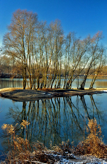 Island with trees in the river Rhine near Kehl