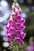 Travel photography:Digitalis purpurea, Germany