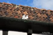 Travel photography:White pigeon on the Wartburg Castle, Germany