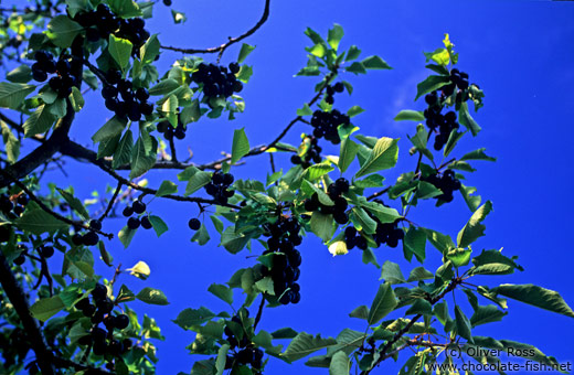 Black cherries on a tree in the Bühlertal