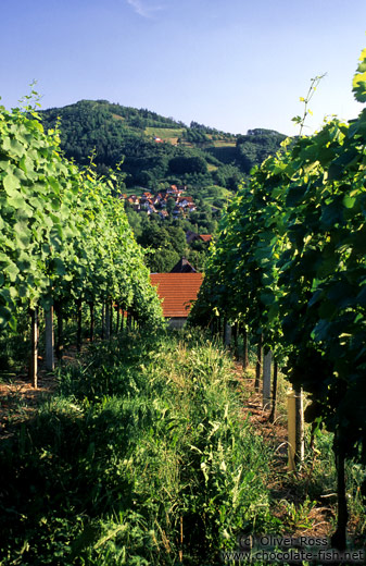 Vineyard in the Bühlertal near Sasbachwalden (Black Forest)