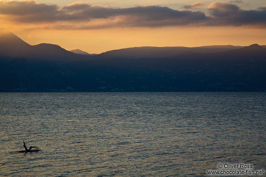 Sunset snorkler at Iraklio (Heraklion)