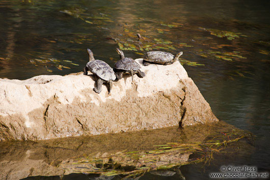 Turtles sunbathing on a rock near Preveli beach