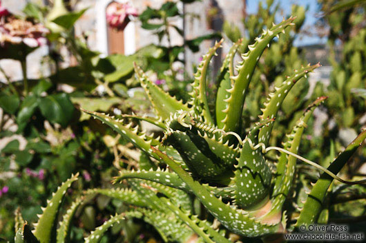 Plant growing at a church near Garazo