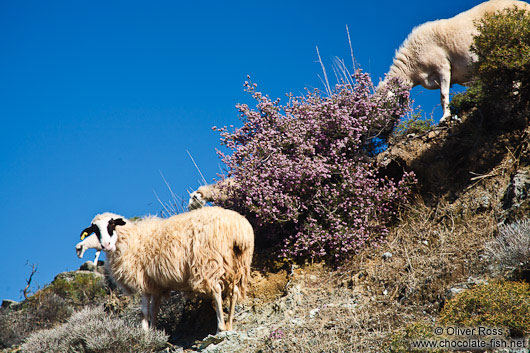 Sheep along the route to Zoniana