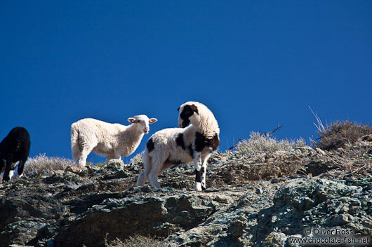 Sheep along the route to Zoniana