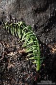 Travel photography:New growth after a fire on Preveli beach, Grece