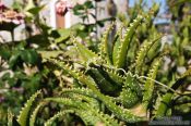 Travel photography:Plant growing at a church near Garazo, Grece