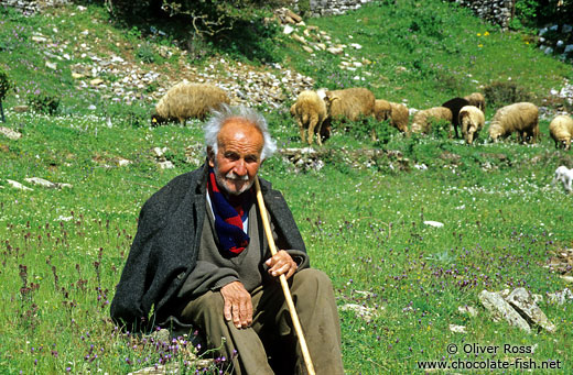Shepherd in Papigko