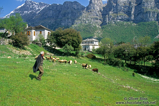 Shepherd with sheep in Papigko