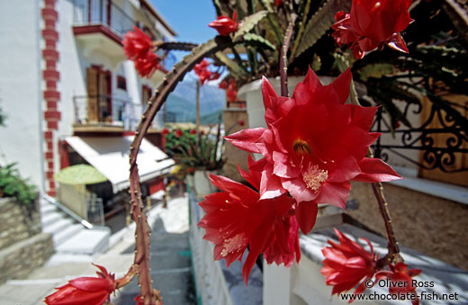 Cactus flowers in Parga town