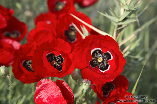 Poppies near Parga