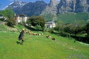 Travel photography:Shepherd with sheep in Papigko, Greece