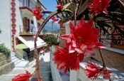 Travel photography:Cactus flowers in Parga town, Greece
