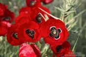 Travel photography:Poppies near Parga, Greece