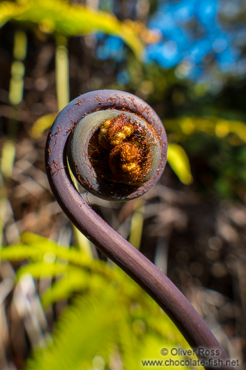 Uncurling fern on Hawaii
