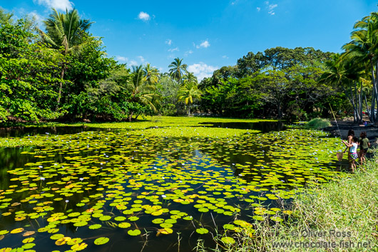 Freshwater pond near Black Sand Beach on Hawaii