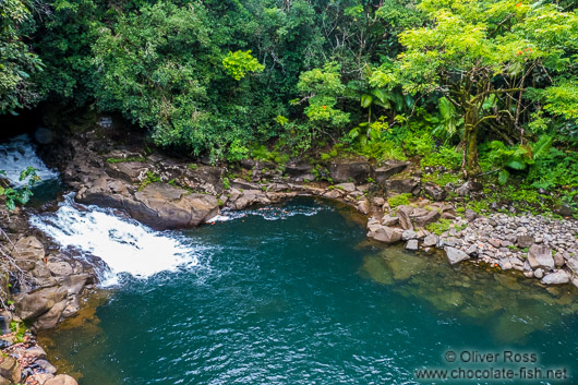 Tropical rainforest on the Big Island of Hawaii