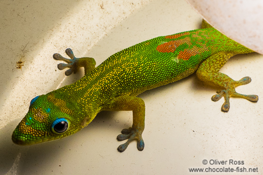 Gecko on Hawaii