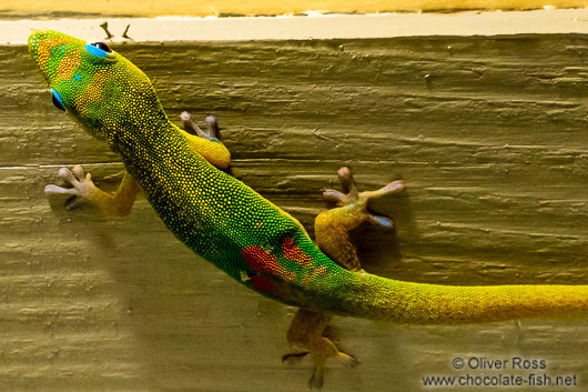 Gecko on Hawaii
