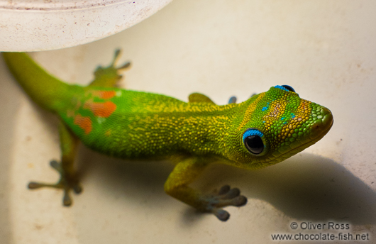 Hawaii gecko