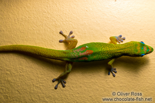 Hawaii gecko