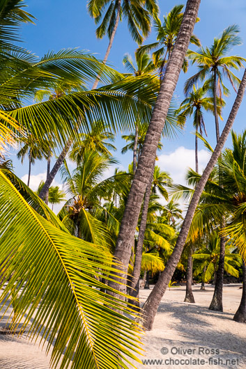 Palms in Pu`uhonua o Honaunau Ntl. Historical Park