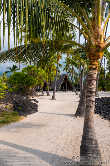 Palm trees in Pu`uhonua o Honaunau Ntl. Historical Park