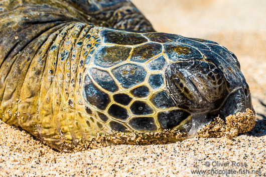 Sleeping sea turtle on a beach on Hawaii