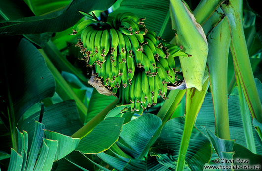 Bananas on Hawaii