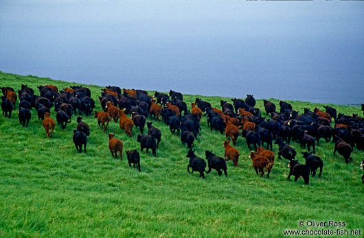 Cattle on Hawaii island