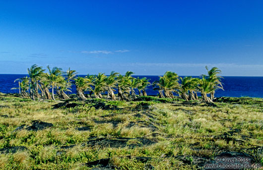 Windswept palm trees on Hawaii island