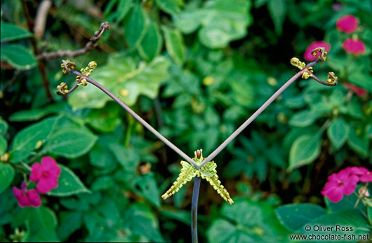 Triangular fern