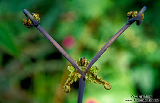 Triangular fern close