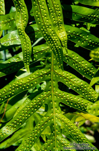 Fern with bumpy leaves