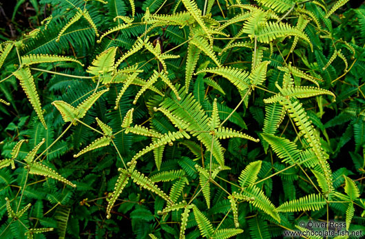 Ferns of Hawaii Island