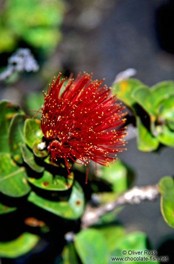 `Ohi`a lehua flower in Volcano Ntl Park