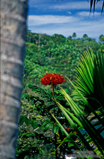 Red African Tulip