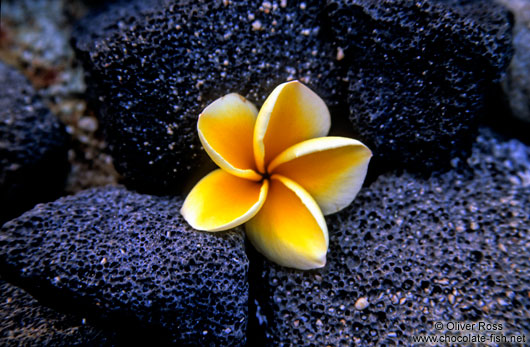 Yellow Plumeria flower