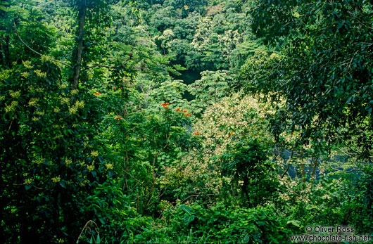 Dense vegetation inside a crater