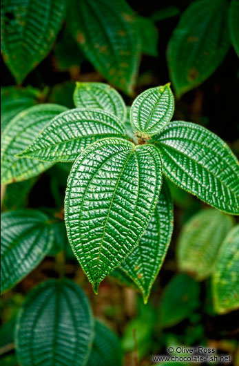 Leathery leaves