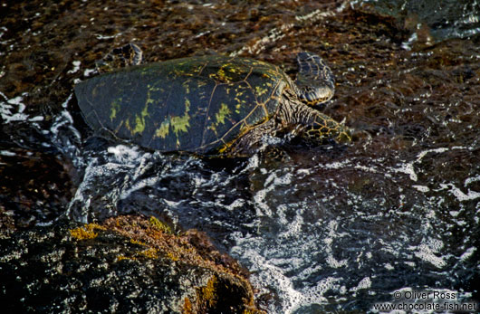 Hawaiian Sea Turtle grazing at Pu`uhonua o Honaunau