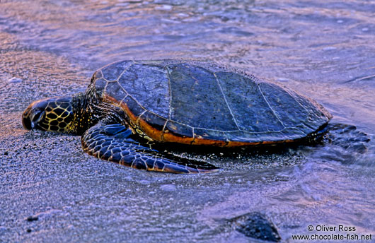 Hawaiian Sea Turtle in the evening light at Pu`uhonua o Honaunau