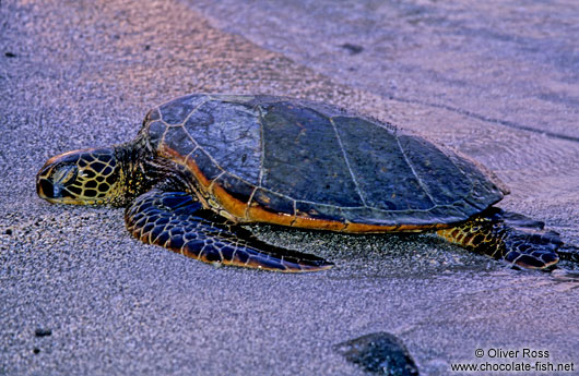 Hawaiian Sea Turtle basking in the evening sun at Pu`uhonua o Honaunau