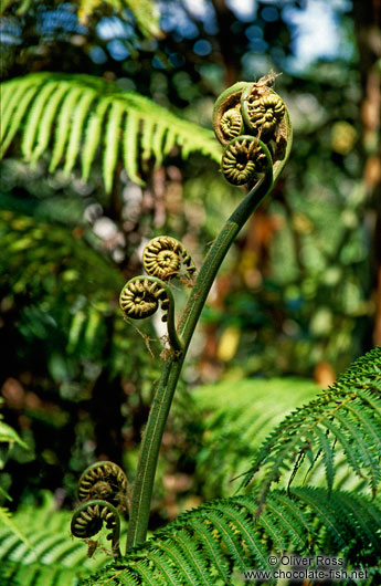 Uncurling fern