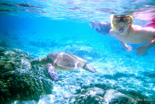 Sea turtle under water