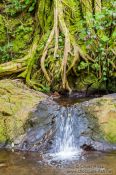 Travel photography:Stream on Hawaii Island, Hawaii USA