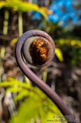 Travel photography:Uncurling fern on Hawaii, Hawaii USA