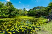Travel photography:Freshwater pond near Black Sand Beach on Hawaii, Hawaii USA